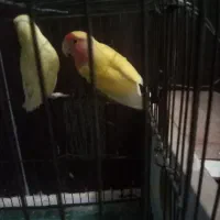 طوطی برزیلی جفت سرحال در حال تخم گذاری|پرنده|محمدیه-قزوین, |دیوار