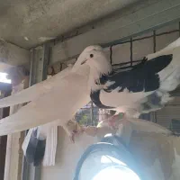 کبوتر پرشی یجایی|پرنده|شهریار, شهرک بهاران (ویره)|دیوار