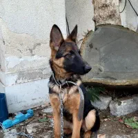 سگ ژرمن اصیل