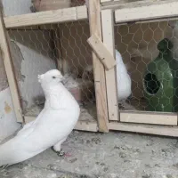 کفتر چشم سفید نوک ریز کاکل میخ