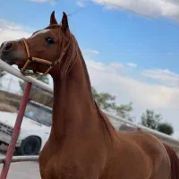 اسب دوسرعرب