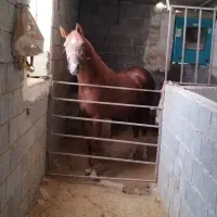 فروش مادیان