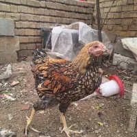 مرغ ویاندوت وگلین|حیوانات مزرعه|شیراز, رکن‌آباد|دیوار