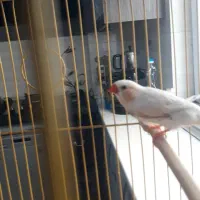 معاوضه1جفت فنچ کینگ با قفس و لوازم