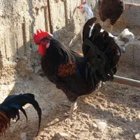 فروش مرغ و خروس گلین|حیوانات مزرعه|جم, |دیوار