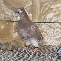 هفت رنگ دمسفید نر