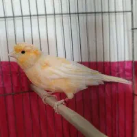 ماده قناری برفکی