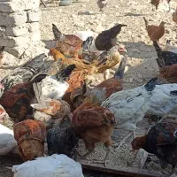 مرغ و خروس محلی|حیوانات مزرعه|داراب, |دیوار