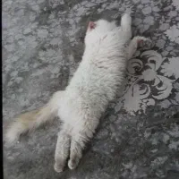 گربه پرشین حرف گوش کن و بسیار زیبا