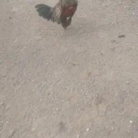 مرغ بوقلمون|حیوانات مزرعه|گلپایگان, |دیوار