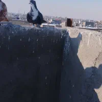 کبوتر|پرنده|مشهد, شهید قربانی|دیوار