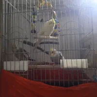 سه تا عروس هلندی