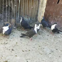 کبوتر|پرنده|درمیان, |دیوار