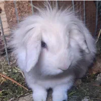 خرگوش لوپ ترکیش جفت|موش و خرگوش|سیرجان, |دیوار