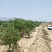 نهال اکاسیاه (بیدسیاه‌‌)۲۰تومن.اکالیپتوس چوب سیاه|خدمات باغبانی و درختکاری|جهرم, |دیوار