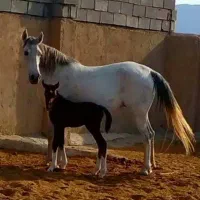 اسب مادیان