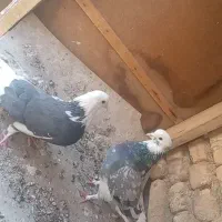 فروش فوری سرور