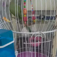 طوطی ملنگونر|پرنده|بم, |دیوار