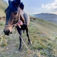 قاطر مایه ۲ساله|حیوانات مزرعه|اردبیل, |دیوار