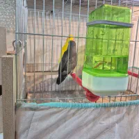 کوتوله و مرغ عشق|پرنده|کاشان, پشت شهربانی|دیوار