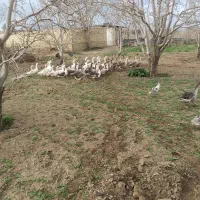 غاز،قوغاز،مرغ و خروس محلی،مرغ شاخدار،جوجه غاز|حیوانات مزرعه|قزوین, |دیوار