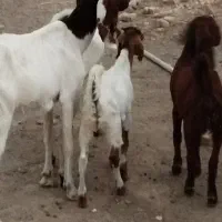 دوبزپاکستانی کل شکم اول شیرا بادوتا بزغاله بزرگ|حیوانات مزرعه|مشهد, آبکوه|دیوار