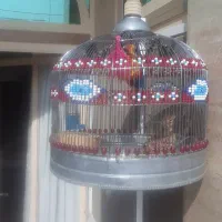 سهره قناری نردرشت