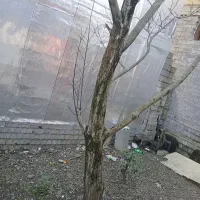 یک اصل درخت گردو ۲۰ ساله