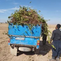 نهال انگورکشمشی خالص ضمانتی|خدمات باغبانی و درختکاری|ملایر, |دیوار