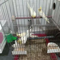 عروس هلندی همراه ۲جوجه|پرنده|کاشان, ملا حبیبالله شریف|دیوار