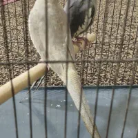 عروس هلندی ب فروش میرسد