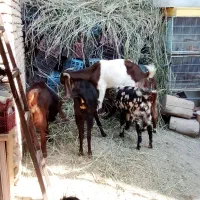 بزهای پاکستانی دوقلو زا|حیوانات مزرعه|شاهدشهر, |دیوار