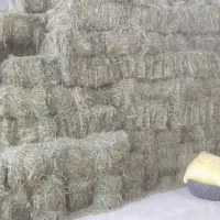 یونجه خشک انباری