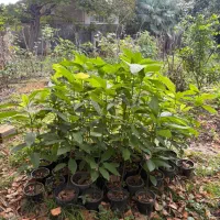 فروش نهال آووکادو|گل و گیاه طبیعی|نوشهر, |دیوار