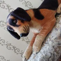 اسباب بازی موزیکال|اسباب‌‌بازی|سهند, |دیوار