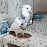 پرنده|پرنده|گتوند, |دیوار