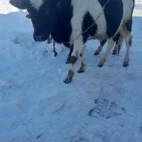 گوساله نر ۴عدد