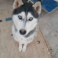 هاسکی گمشده