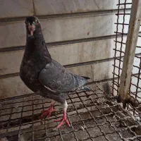 کبوتر بوشهر دشتستان|پرنده|شبانکاره, |دیوار