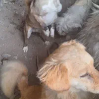 سگ خانگی پت