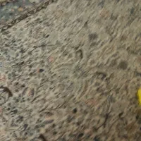 دوجفت شش متری یک دوازده متری|فرش|اردبیل, |دیوار