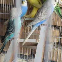 مرغ عشق|پرنده|سراوان, |دیوار