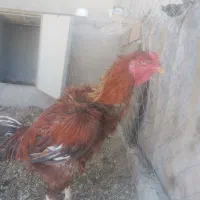 لاری دونگ بالا