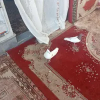 یه حفت کبوتر|پرنده|خرمدره, |دیوار
