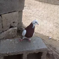 کبوتر|پرنده|بناب, |دیوار