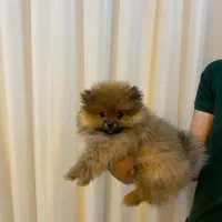 پامرانین و پودل اصیل و عروسکی|سگ|اصفهان, سیچان|دیوار