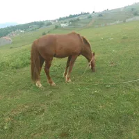 اسب|اسب و تجهیزات اسبسواری|کلاردشت, |دیوار