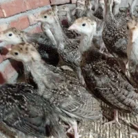 جوجه بوقلمو یک ماه وزن ۴۰۰ل ۵۰۰