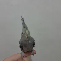 یک عدد عروس هلندی ۶ ماهه سینامون رام و چلوندی