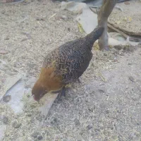 مرغ خروس جوجه فیومی مصری